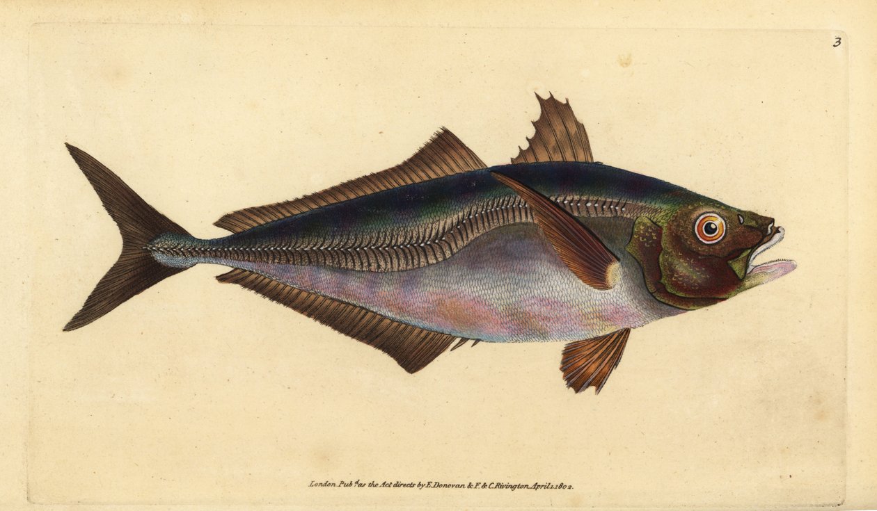 Chinchard, Trachurus trachurus (Chinchard, Scomber trachurus). Gravure à la main en cuivre dessinée et gravée par Edward Donovan de son Histoire naturelle des poissons britanniques, Donovan et F.C. et J. Rivington, Londres - Edward Donovan
