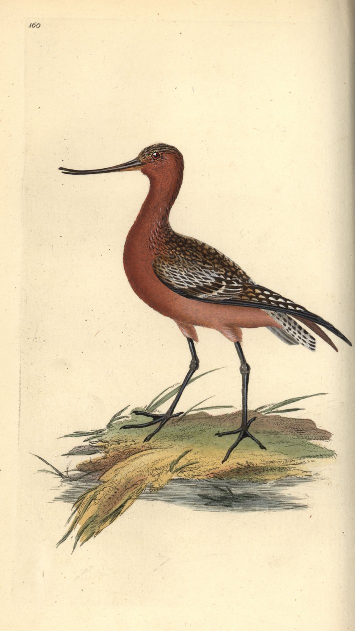 Barge rousse, Limosa lapponica - Edward Donovan