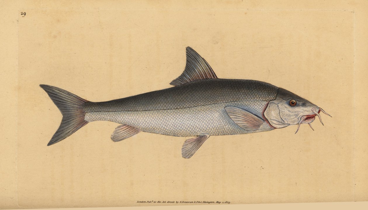 Barbeau, Cyprinus barbus - Edward Donovan
