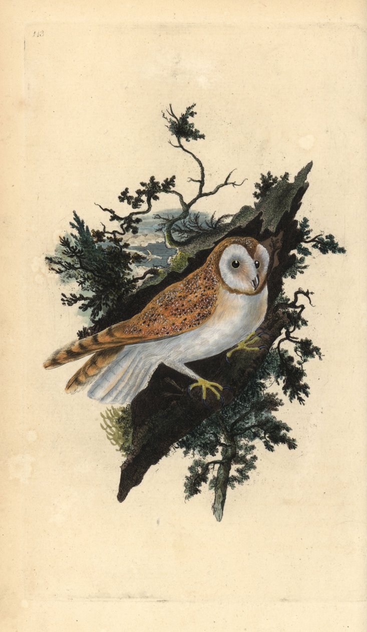 Effraie des clochers, Tyto alba - Edward Donovan