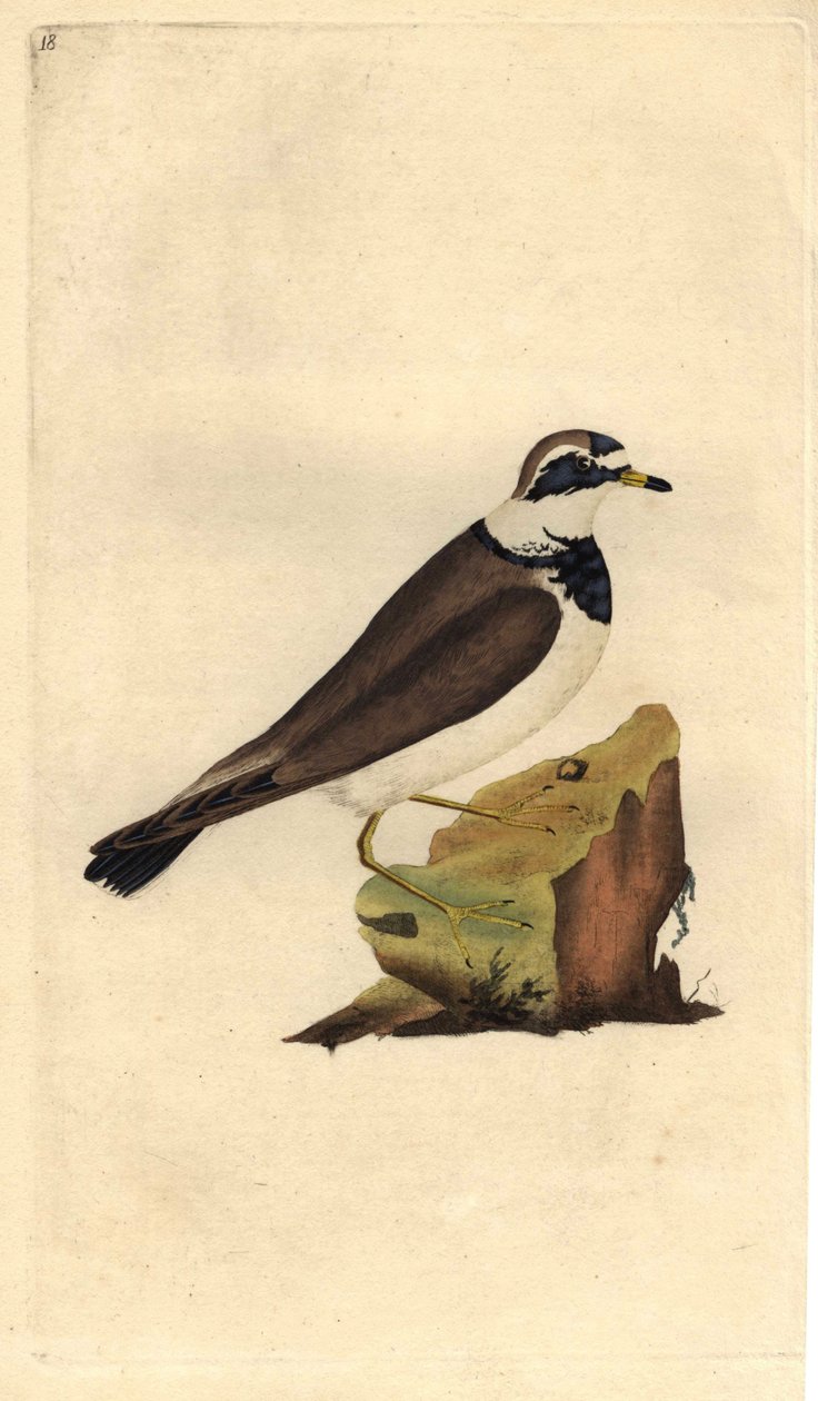 Grand gravelot. Charadrius hiaticula. Gravure sur cuivre par Edward Donovan, publiée dans "Histoire naturelle des oiseaux britanniques" - Edward Donovan