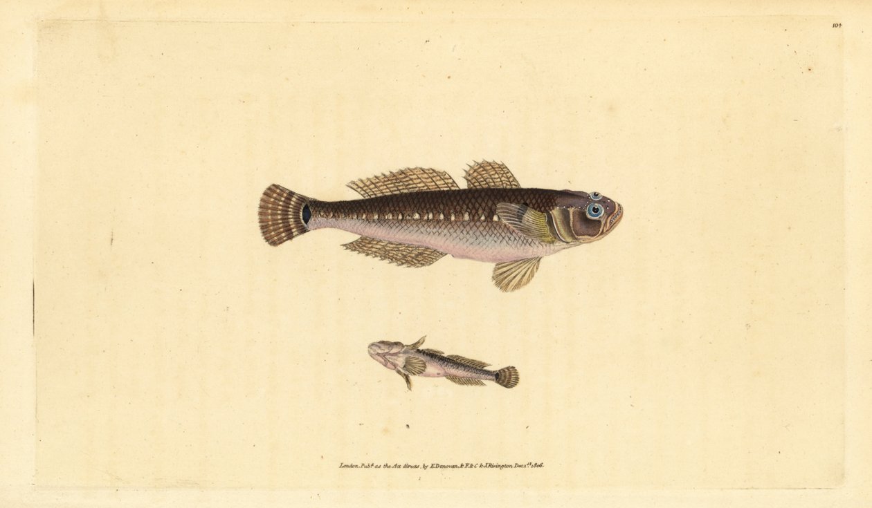 Gobie noir, Gobius niger - Edward Donovan