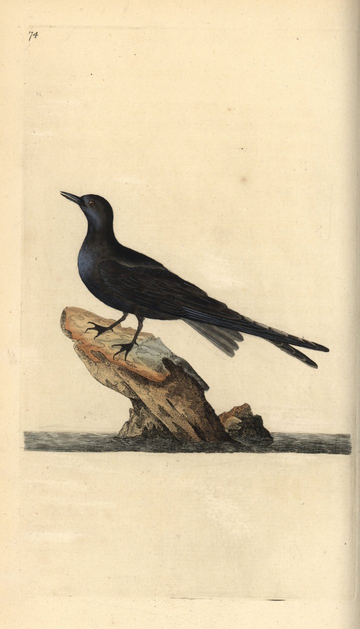 Guifette noire. Chlidonias niger. Gravure à la main par Edward Donovan de son "Histoire naturelle des oiseaux britanniques" - Edward Donovan
