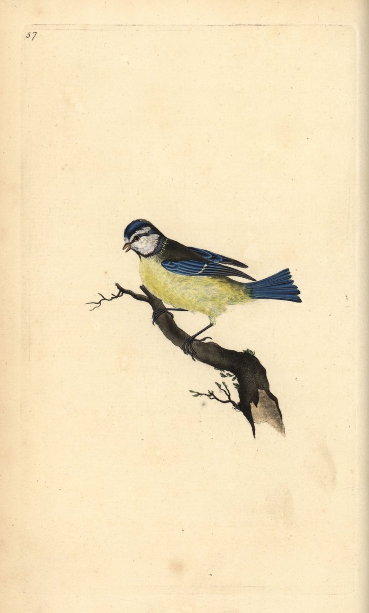 Mésange bleue, Cyanistes caeruleus. Gravure à la main en cuivre dessinée et gravée par Edward Donovan de son propre "Histoire naturelle des oiseaux britanniques," Londres - Edward Donovan