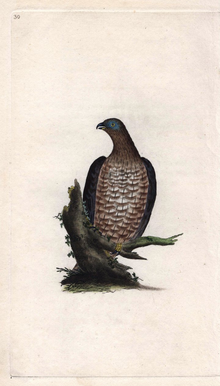 Bondrée apivore, Pernis apivorus. Gravure en cuivre par Edward Donovan (1768-1837), publiée dans Histoire naturelle des oiseaux britanniques, Londres - Edward Donovan