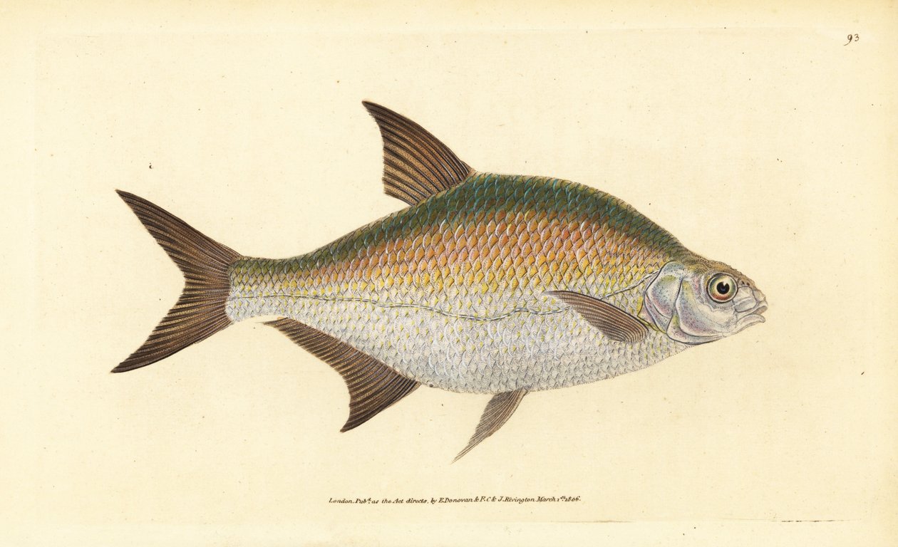 Brème, Abramis brama (Cyprinus brama) - Edward Donovan