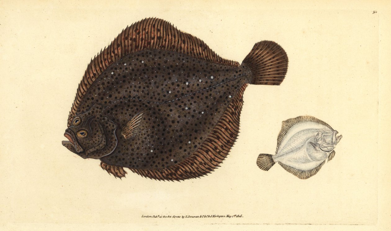 Bar ou perle, Scophthalmus rhombus. Gravure à la main en cuivre colorée par Edward Donovan - Edward Donovan