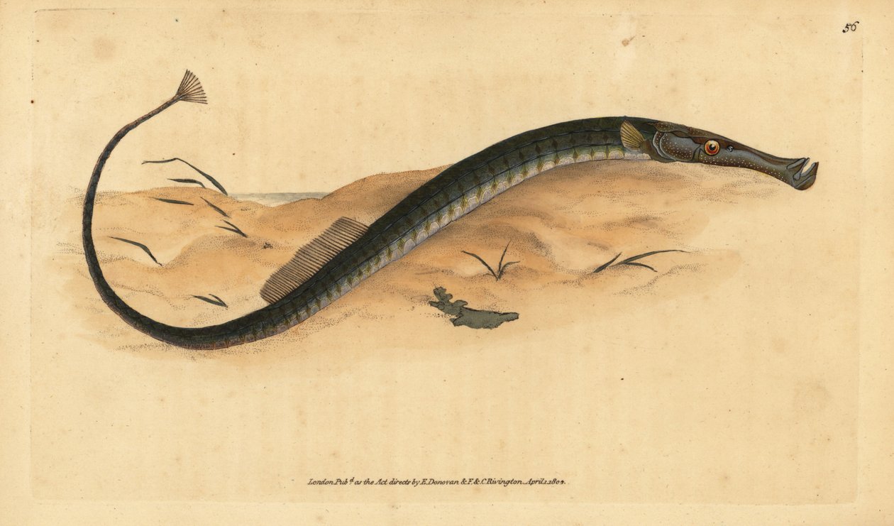 Syngnathe à museau large ou court, Syngnathus typhle - Edward Donovan
