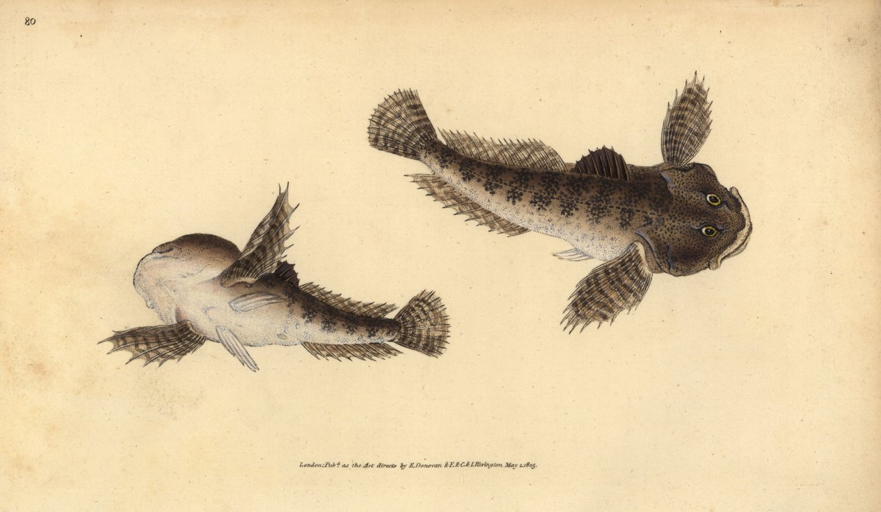 Chabot commun, Cottus gobio - Edward Donovan