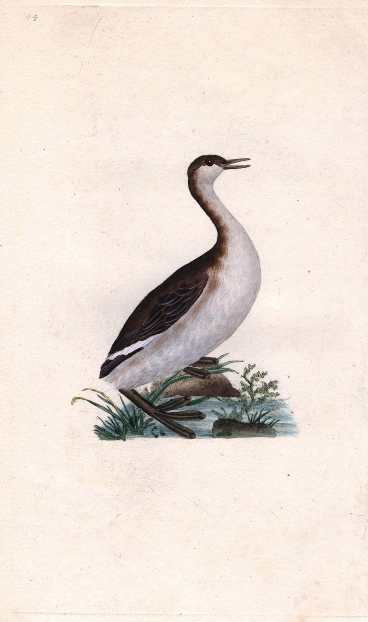 Grèbe castagneux. Tachybaptus ruficollis (Podiceps nigricans). Gravure sur cuivre publiée dans Histoire naturelle des oiseaux britanniques, Londres - Edward Donovan