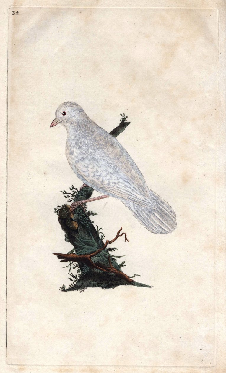 Geai des chênes. Gravure sur cuivre par Edward Donovan, publiée dans Histoire naturelle des oiseaux britanniques - Edward Donovan