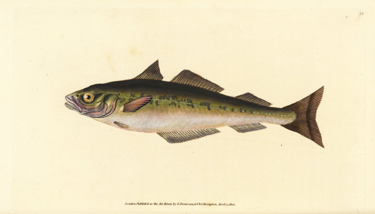 Lieu noir ou colin, Pollachius virens (Gadus carbonarius). Gravure à la main en cuivre dessinée et gravée par Edward Donovan de son Histoire naturelle des poissons britanniques, Donovan et F.C. et J. Rivington, Londres - Edward Donovan
