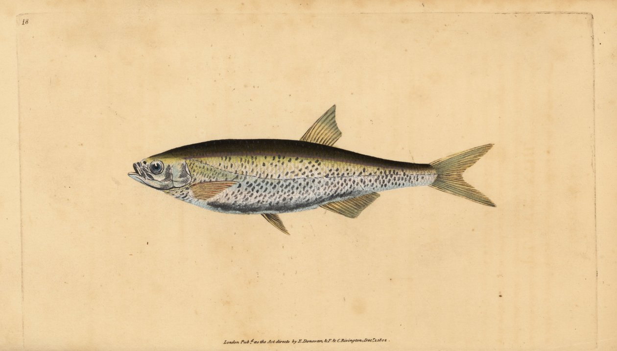 Ablette commune, Alburnus alburnus (Cyprinus alburnus). Gravure à la main en cuivre dessinée et gravée par Edward Donovan de son Histoire naturelle des poissons britanniques, Donovan et F.C. et J. Rivington, Londres - Edward Donovan