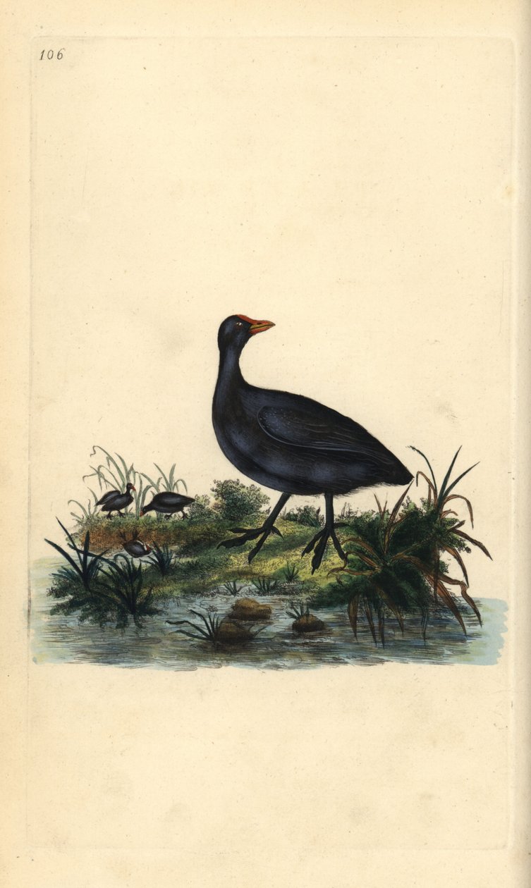 Foulque macroule, Fulica atra. Gravure à la main en cuivre dessinée et gravée par Edward Donovan de son propre « Histoire naturelle des oiseaux britanniques », Londres - Edward Donovan