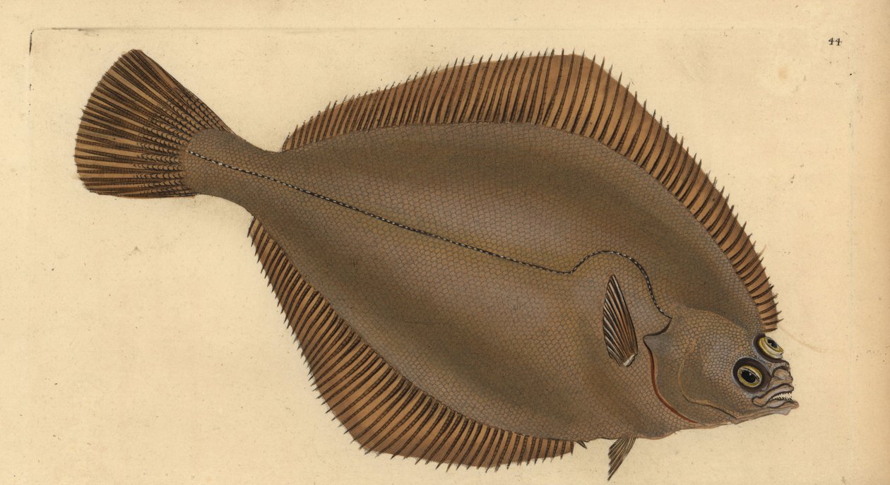 Limande, Limanda limanda. Gravure à la main par Edward Donovan de son "Histoire naturelle des poissons britanniques" - Edward Donovan