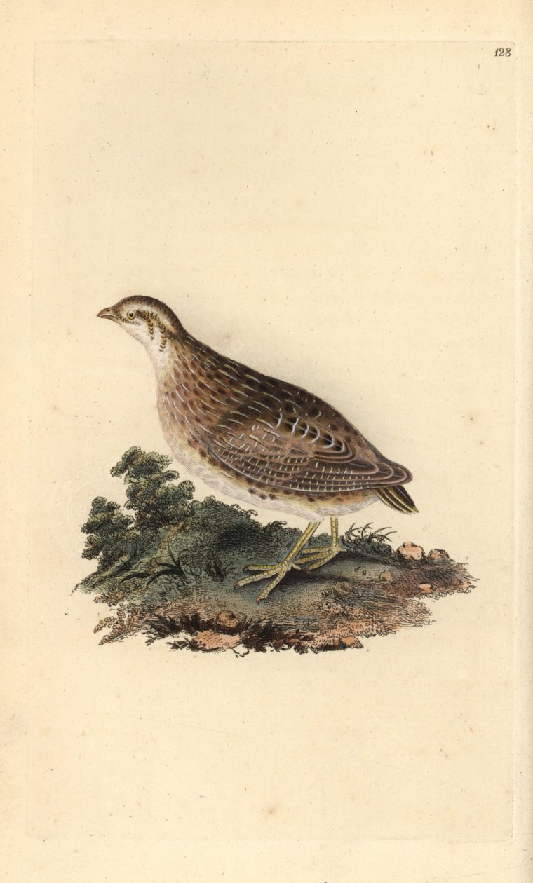 Caille des blés, Coturnix coturnix - Edward Donovan