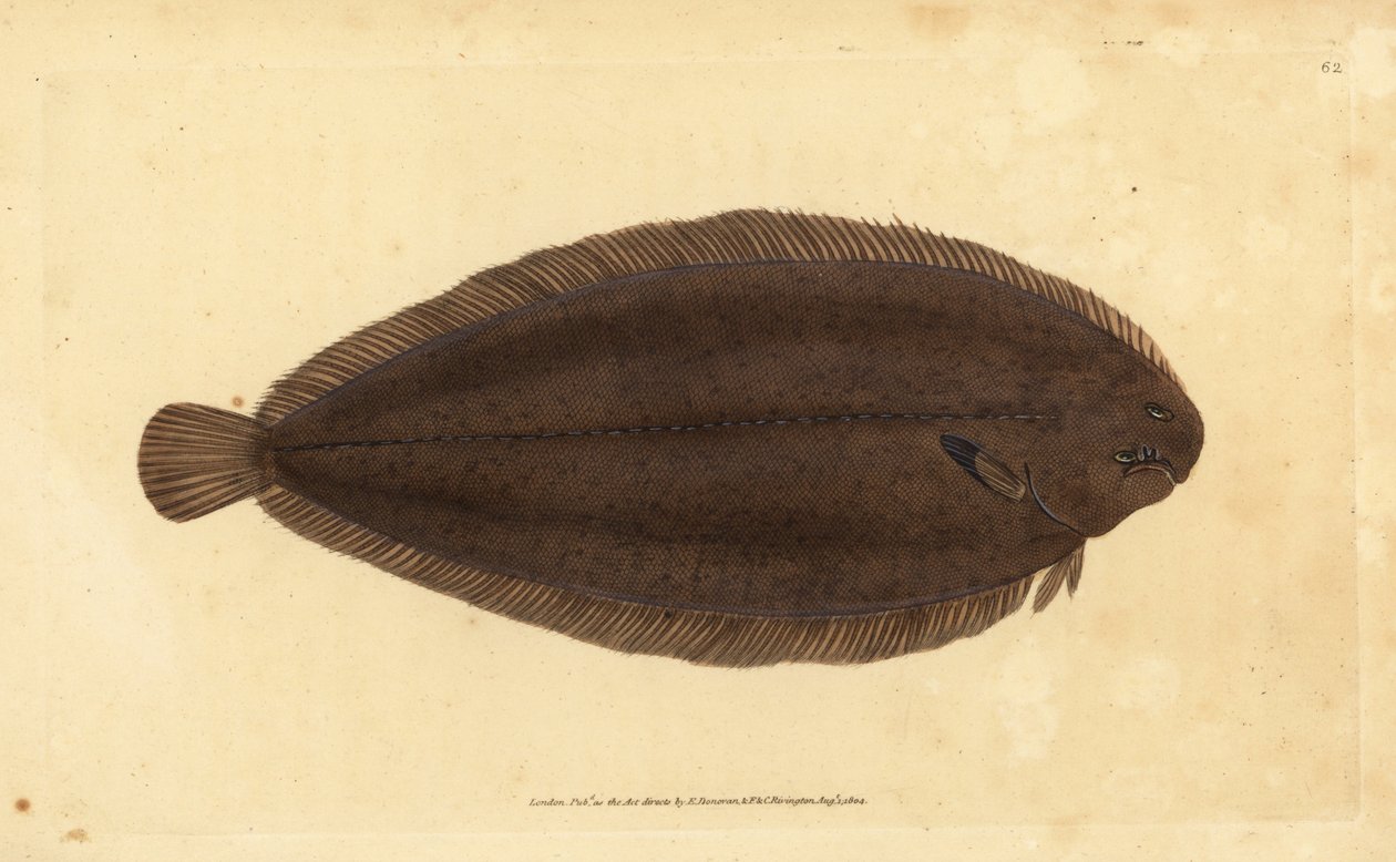 Sole commune ou sole de Douvres, Solea solea (Pleuronectes solea) - Edward Donovan