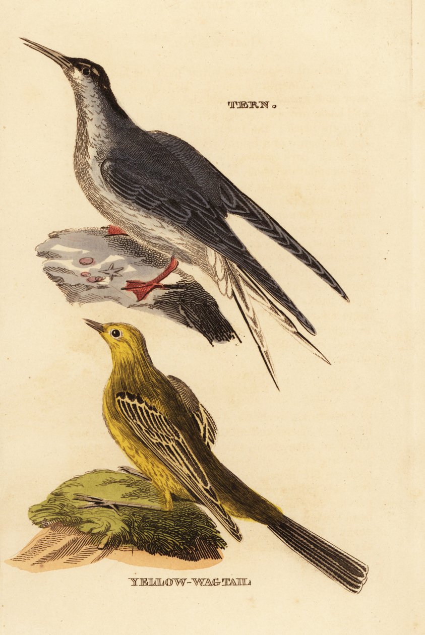Sterne pierregarin, Sterna hirundo, et Bergeronnette printanière, Motacilla flava - Edward Donovan