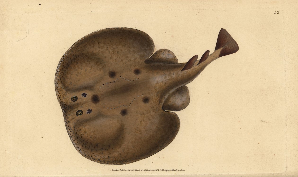 Torpille commune ou raie électrique, Raja torpedo. Gravure à la main en cuivre dessinée et gravée par Edward Donovan de son Histoire naturelle des poissons britanniques, Donovan et F.C. et J. Rivington, Londres - Edward Donovan