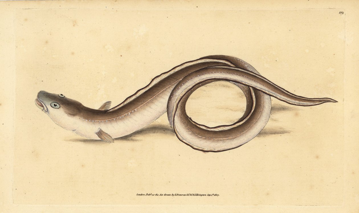 Congre, Muraena conger - Edward Donovan