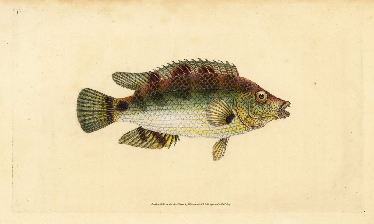 Girelle commune, Symphodus melops. Gravure à la main par Edward Donovan de son "Histoire naturelle des poissons britanniques" - Edward Donovan