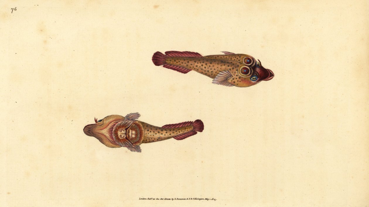 Ventouse cornouaillaise, Lepadogaster purpurea. Gravure à la main en cuivre dessinée et gravée par Edward Donovan de son Histoire naturelle des poissons britanniques, Donovan et F.C. et J. Rivington, Londres - Edward Donovan