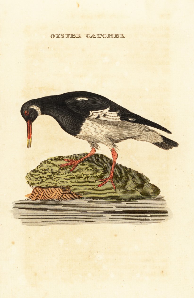 Huîtrier pie, Haematopus ostralegus - Edward Donovan