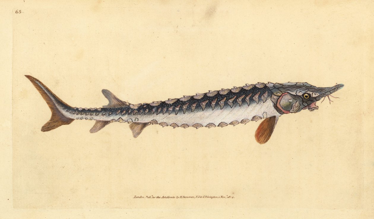 Esturgeon européen ou commun. Gravure à la main par Edward Donovan de son Histoire naturelle des poissons britanniques - Edward Donovan