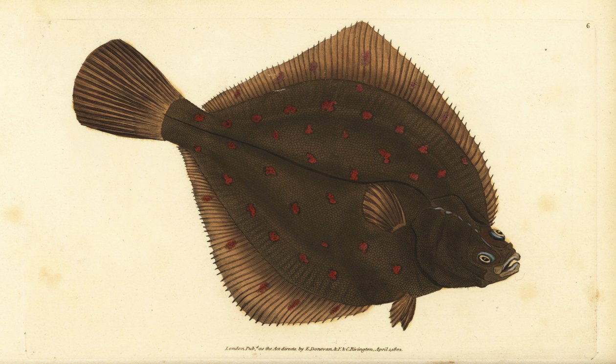Plie européenne, Pleuronectes platessa - Edward Donovan