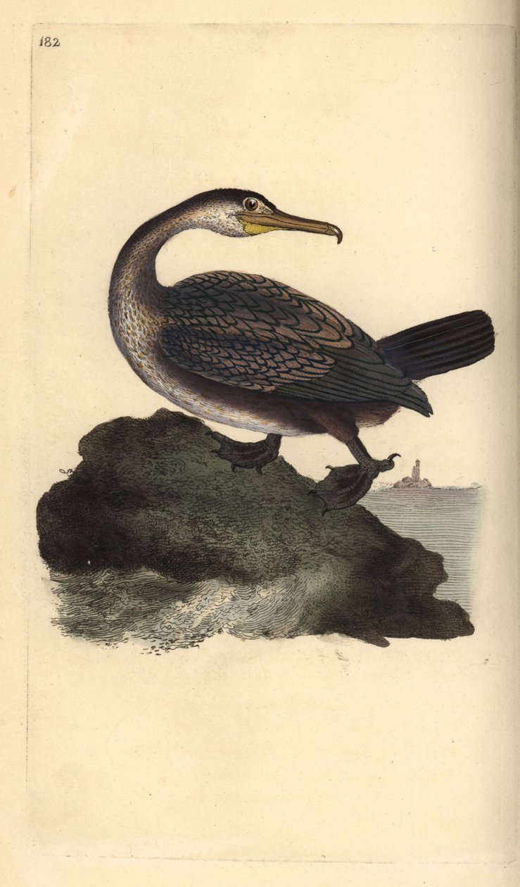 Cormoran huppé, Phalacrocorax aristotelis - Edward Donovan