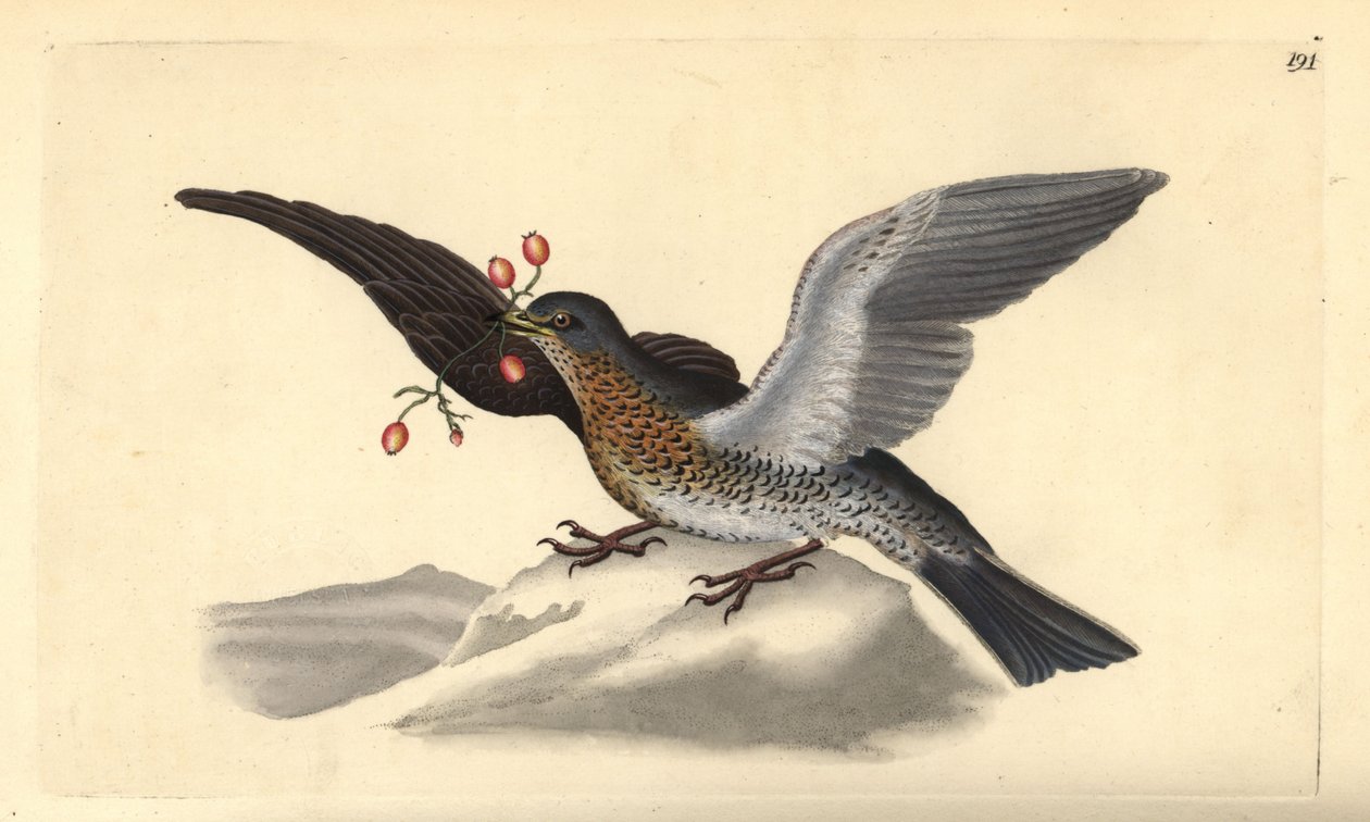 Grive litorne, Turdus pilaris - Edward Donovan
