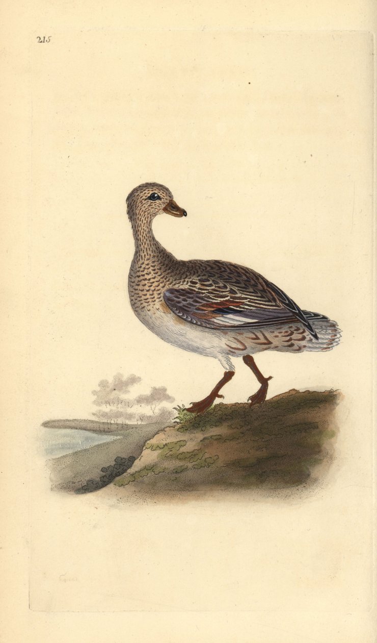 Canard chipeau (femelle), Anas strepera. Gravure à la main en cuivre dessinée et gravée par Edward Donovan de son propre « Histoire naturelle des oiseaux britanniques », Londres - Edward Donovan