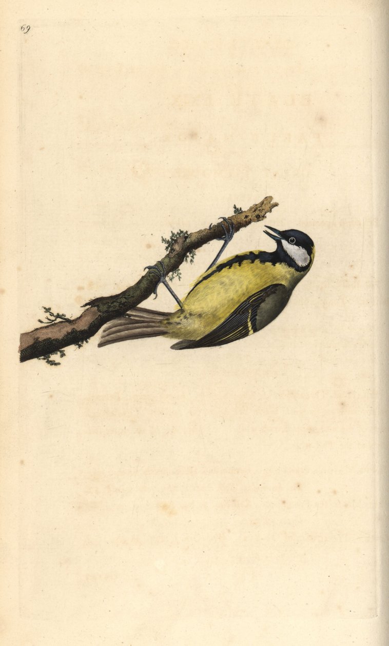 Mésange charbonnière, Parus major - Edward Donovan