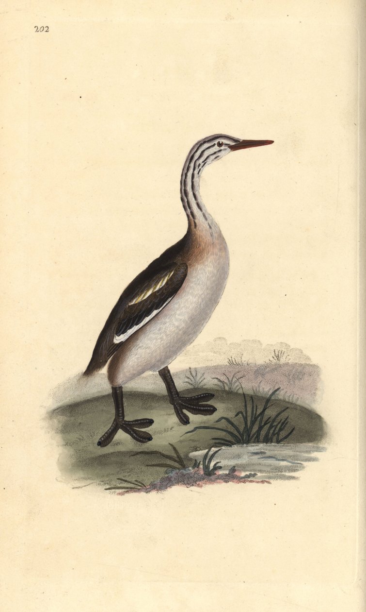Grèbe huppé, Podiceps cristatus - Edward Donovan