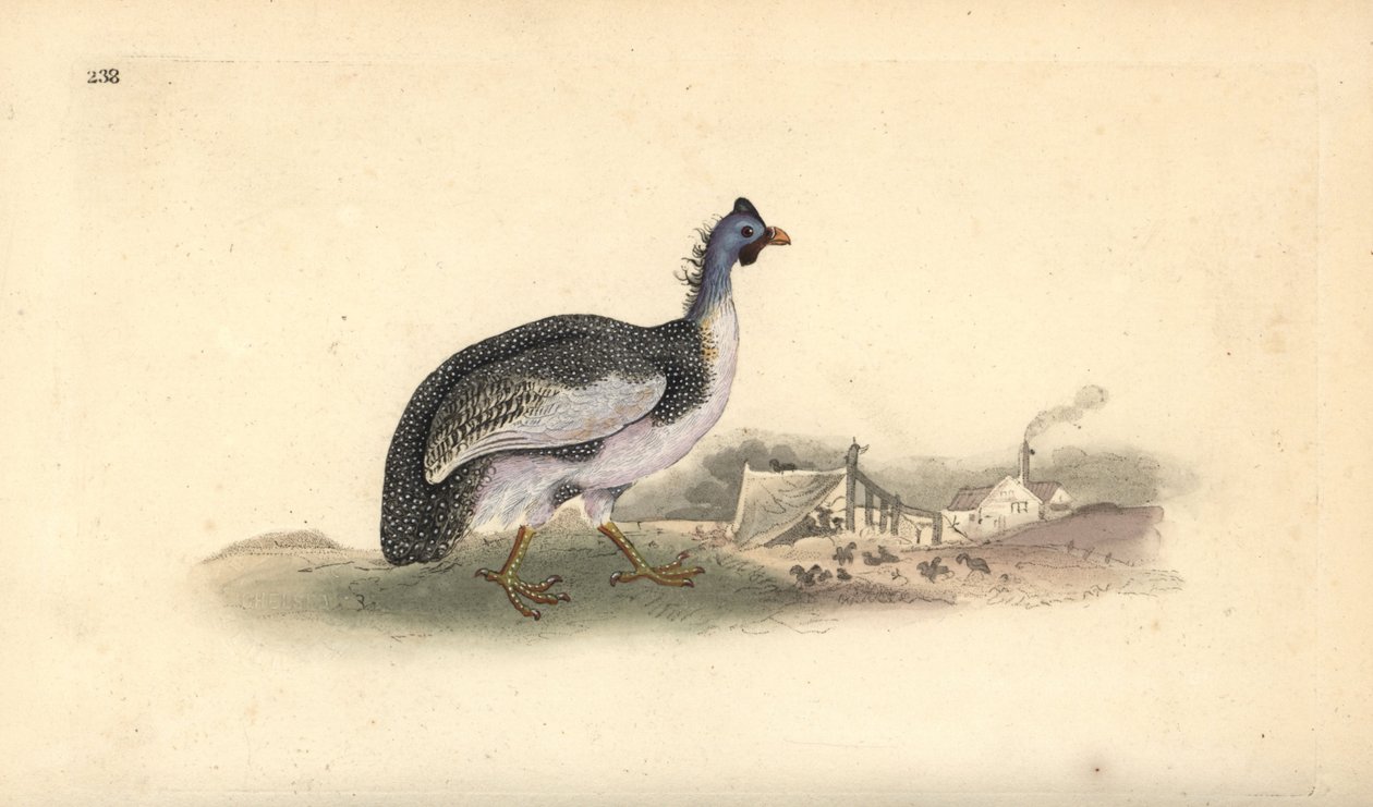 Pintade casquée, Numida meleagris - Edward Donovan
