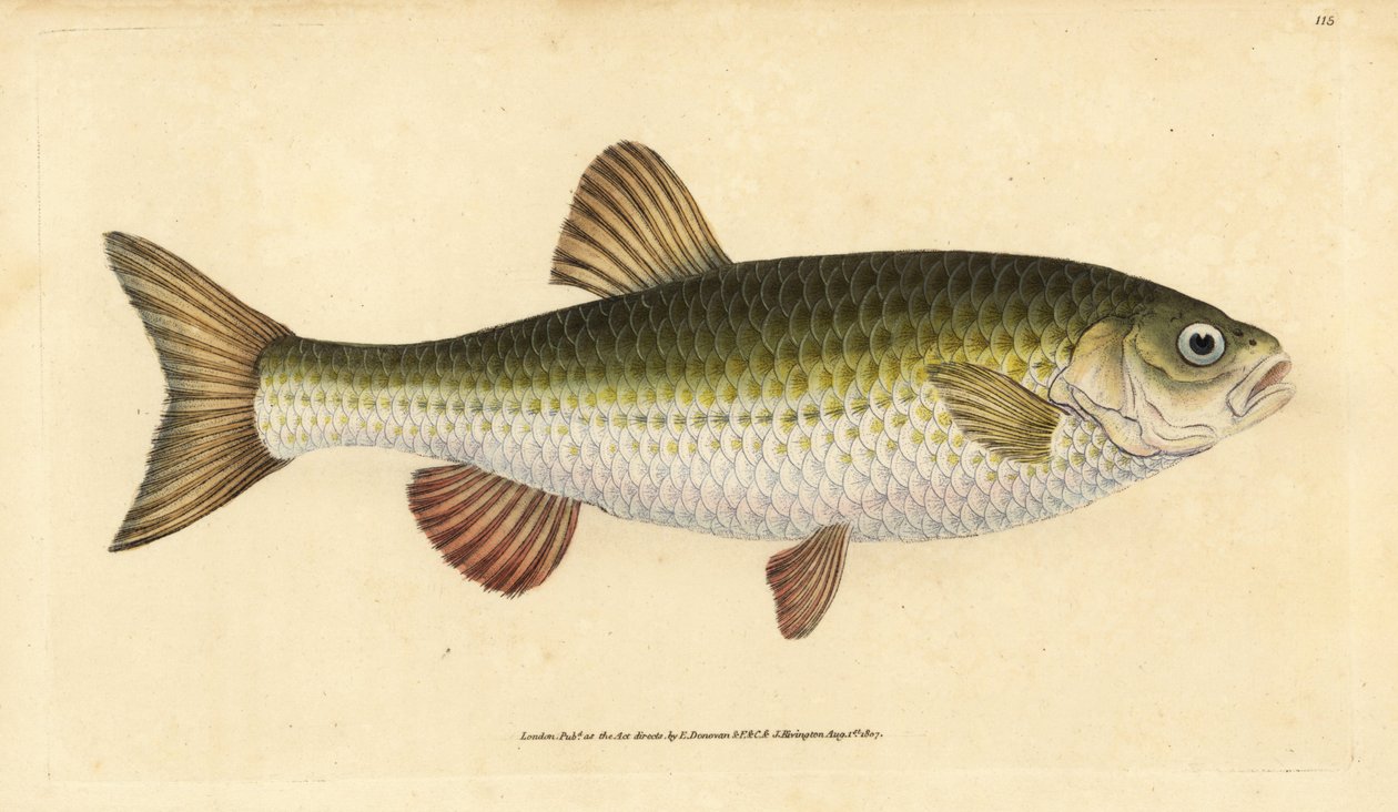 Ides, Leuciscus idus - Edward Donovan