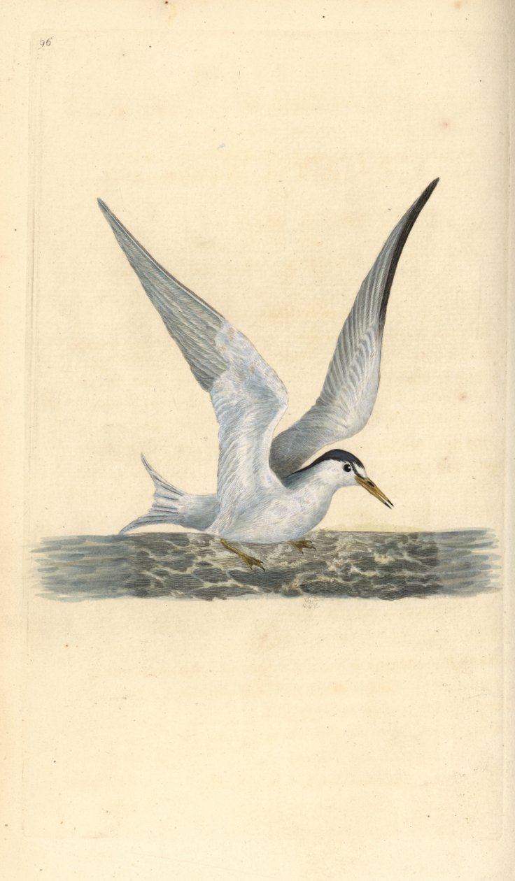 Sterne naine. Sternula albifrons. Gravure à la main par Edward Donovan de son "Histoire naturelle des oiseaux britanniques" - Edward Donovan