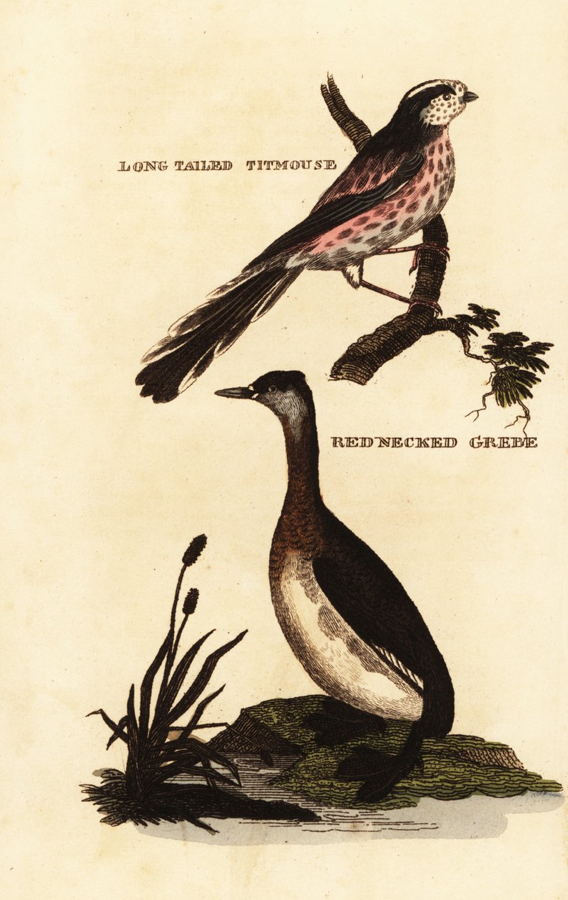 Mésange à longue queue, Aegithalos caudatus, et Grèbe jougris, Podiceps grisegena - Edward Donovan