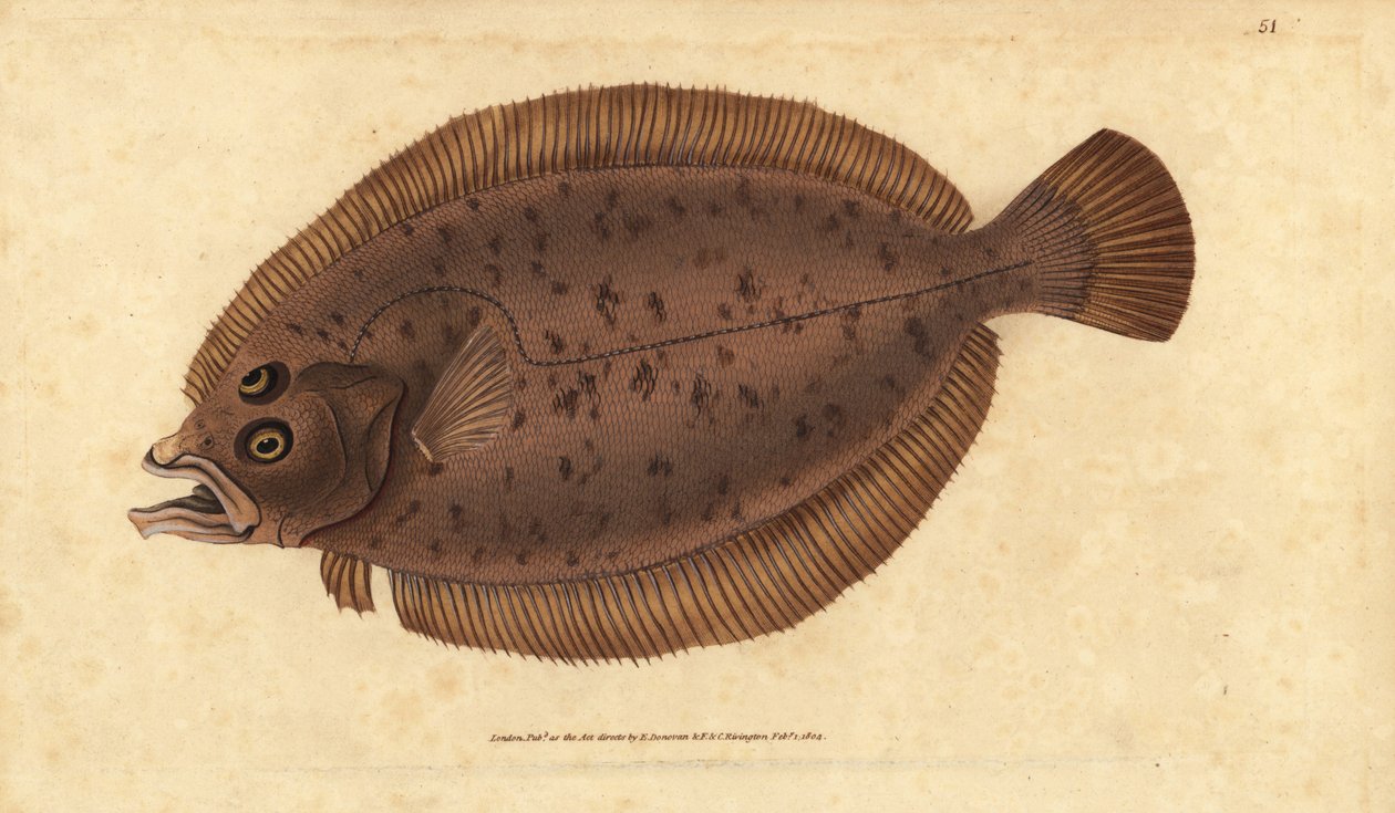 Cardine, Lepidorhombus whiffiagonis (Pleuronectes megastoma). Gravure à la main en cuivre dessinée et gravée par Edward Donovan de son Histoire naturelle des poissons britanniques, Donovan et F.C. et J. Rivington, Londres - Edward Donovan