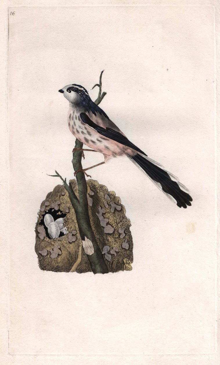 Mésange à longue queue, Aegithalos caudatus. Gravure en cuivre par Edward Donovan (1768-1837), publiée dans Histoire naturelle des oiseaux britanniques, Londres - Edward Donovan