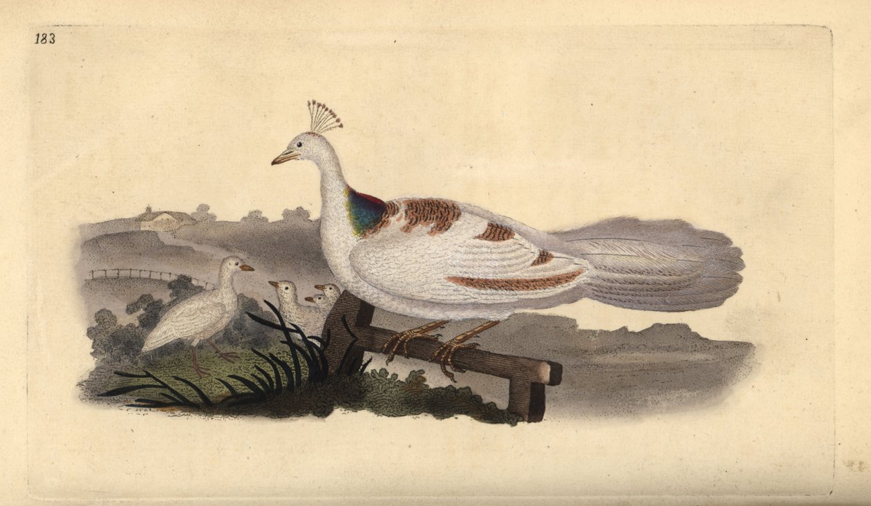 Pied de paon, Pavo cristatus, femelle avec jeunes - Edward Donovan