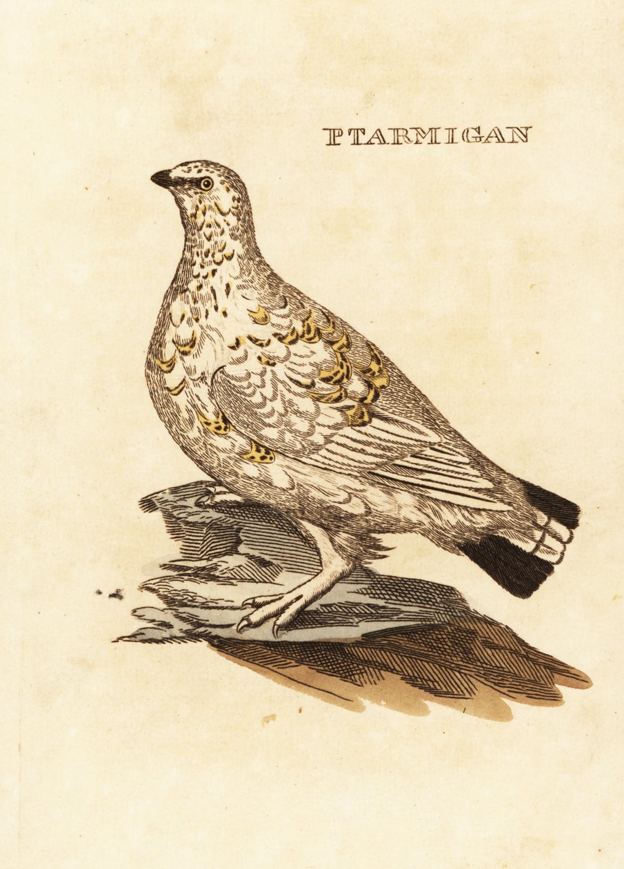 Lagopède des saules, Lagopus lagopus - Edward Donovan