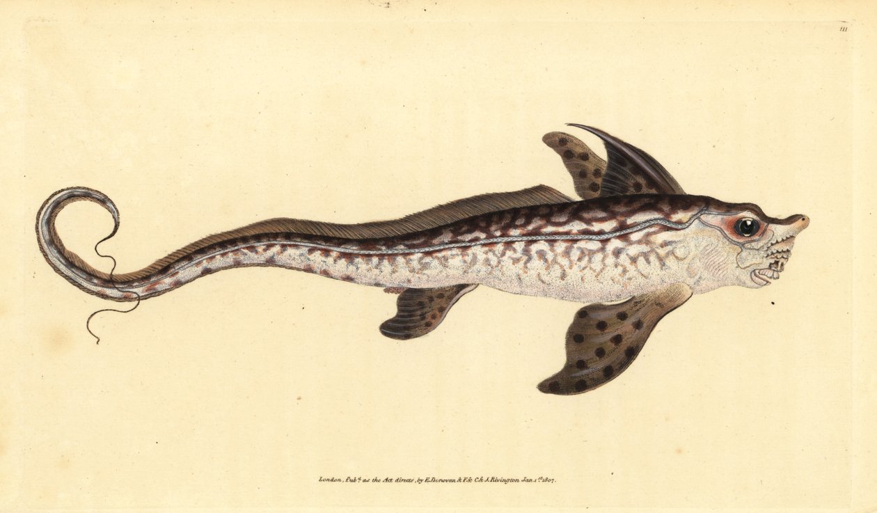 Poisson-lapin ou monstre marin, Chimaera monstrosa. Gravure à la main par Edward Donovan de son Histoire naturelle des poissons britanniques - Edward Donovan