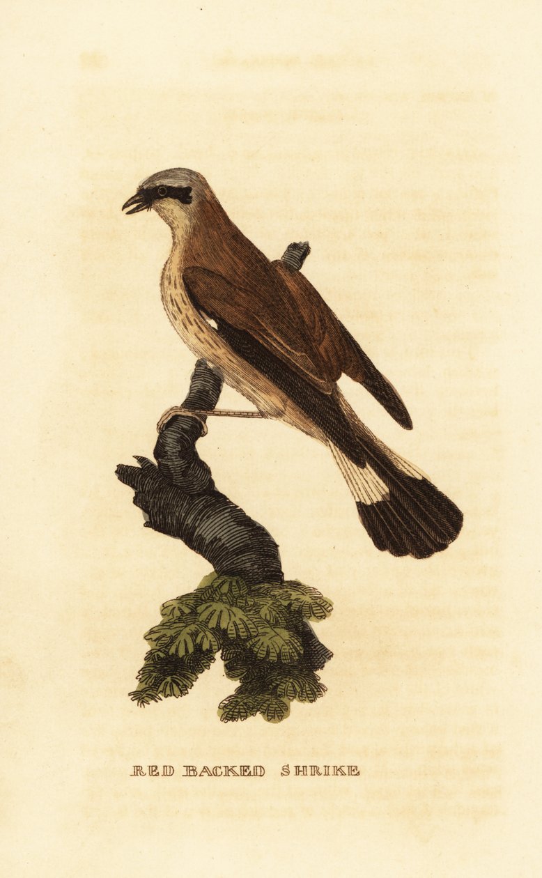 Pie-grièche écorcheur, Lanius collurio - Edward Donovan