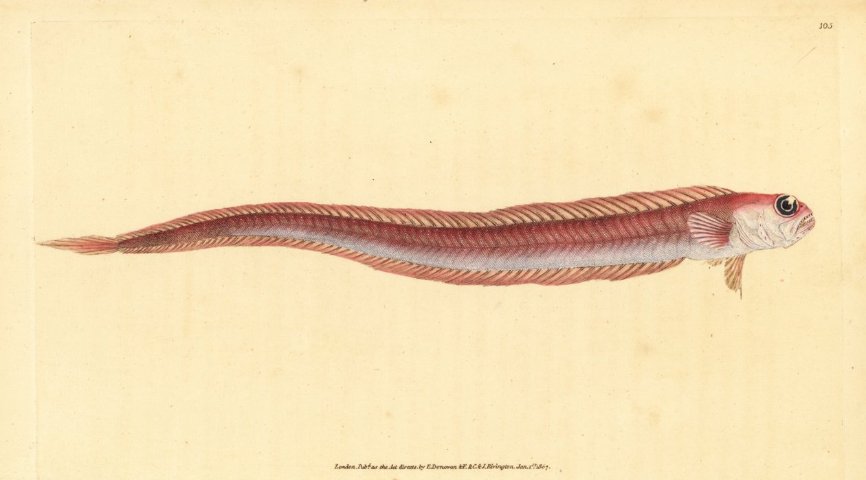 Cepola rubescens, Cepola macrophthalma - Edward Donovan