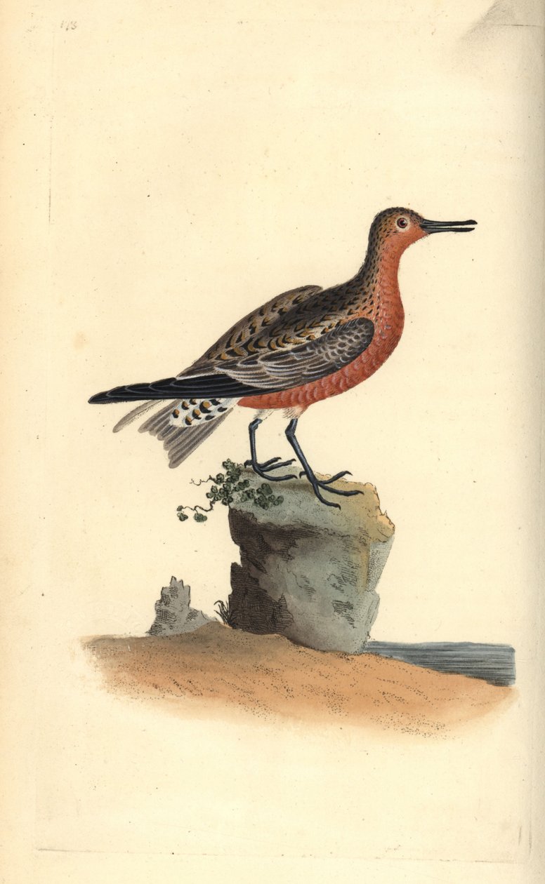 Bécasseau maubèche, Calidris canutus. Gravure à la main en cuivre dessinée et gravée par Edward Donovan de son propre "Histoire naturelle des oiseaux britanniques," Londres - Edward Donovan