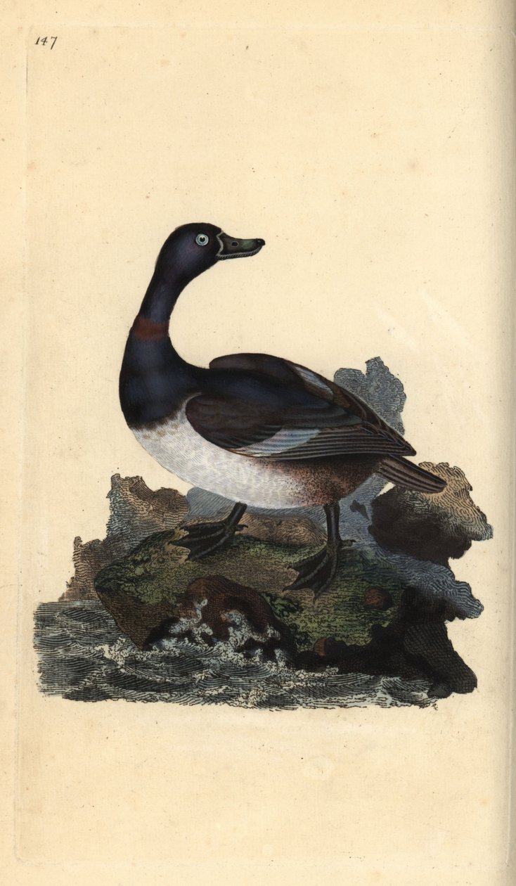 Fuligule à collier, Aythya collaris. Gravure à la main en cuivre dessinée et gravée par Edward Donovan de son Histoire naturelle des oiseaux britanniques, Londres - Edward Donovan