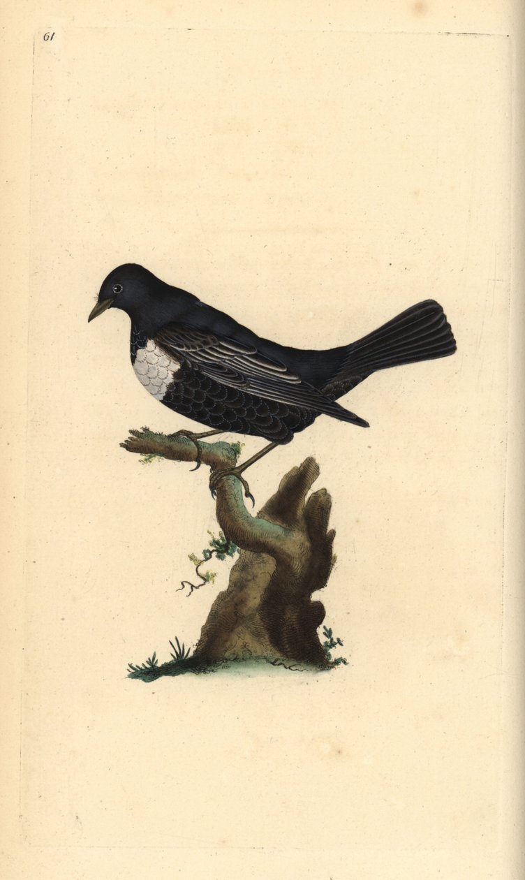 Merle à plastron, Turdus torquatus. Gravure à la main en cuivre dessinée et gravée par Edward Donovan de son propre Histoire naturelle des oiseaux britanniques, Londres - Edward Donovan