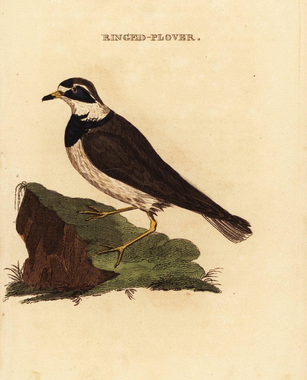 Pluvier à collier interrompu, Charadrius hiaticula - Edward Donovan