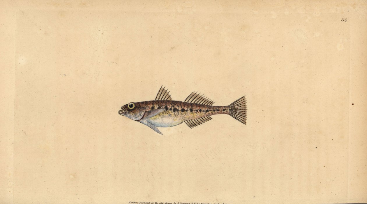 Gobie des sables, Pomatoschistus minutus (Gobie tacheté, Gobius minutus). Gravure à la main en cuivre dessinée et gravée par Edward Donovan de son Histoire naturelle des poissons britanniques, Donovan et F.C. et J. Rivington, Londres - Edward Donovan